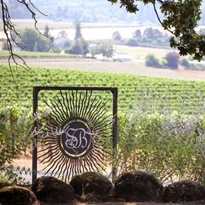 Weinberg in Willamette Valley, Oregon