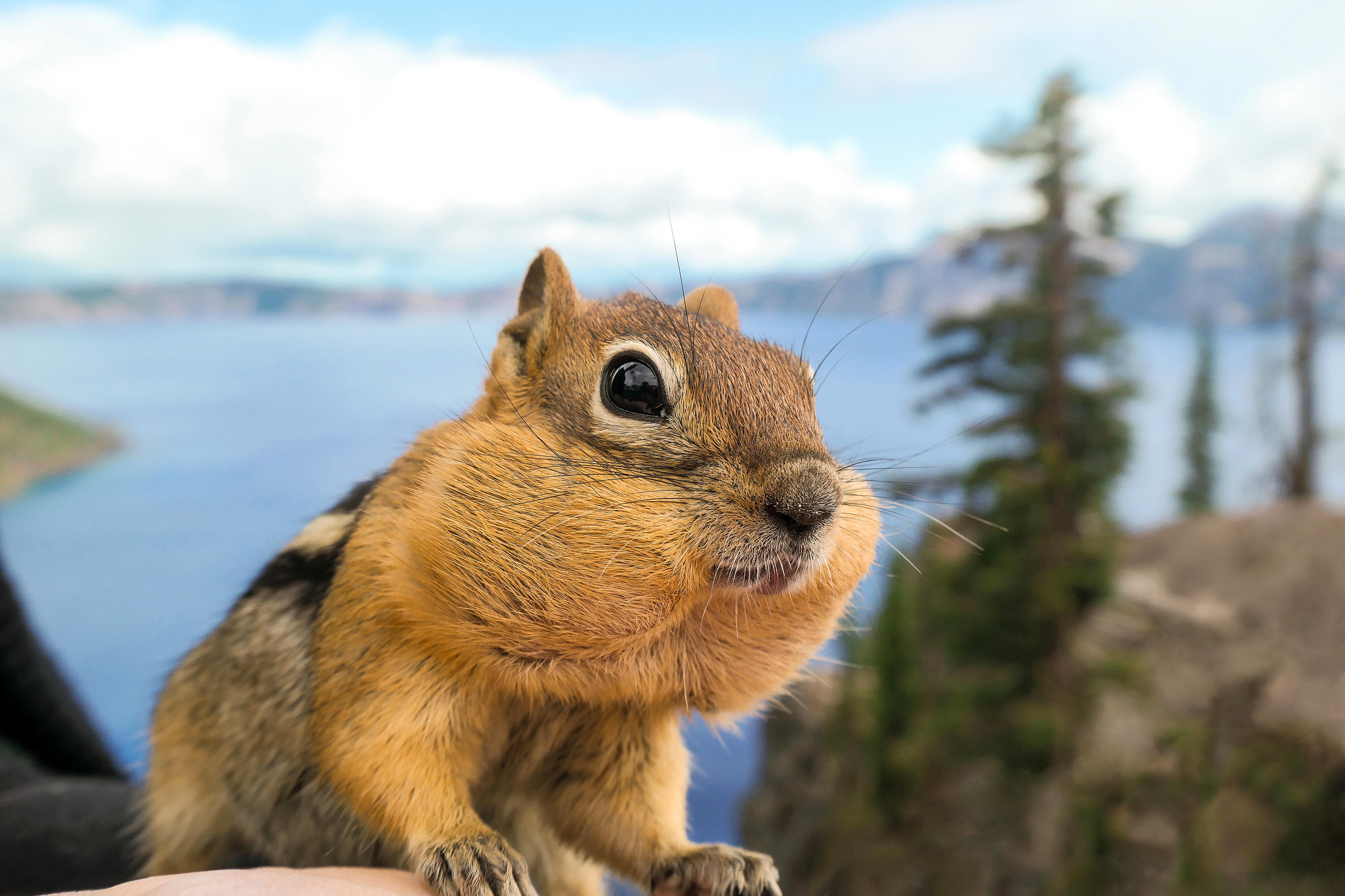 Ein Streifenhörnchen am Crater Lake, Oregon