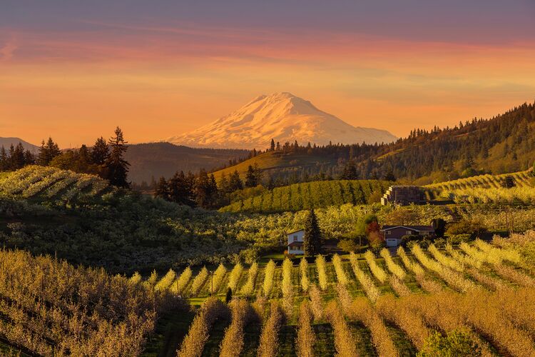 Mount Adams und die Hood River Plantage
