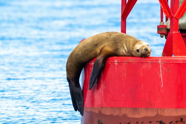 Ein Seelöwe auf einer Boje in der Nähe von Anacortes, Washington