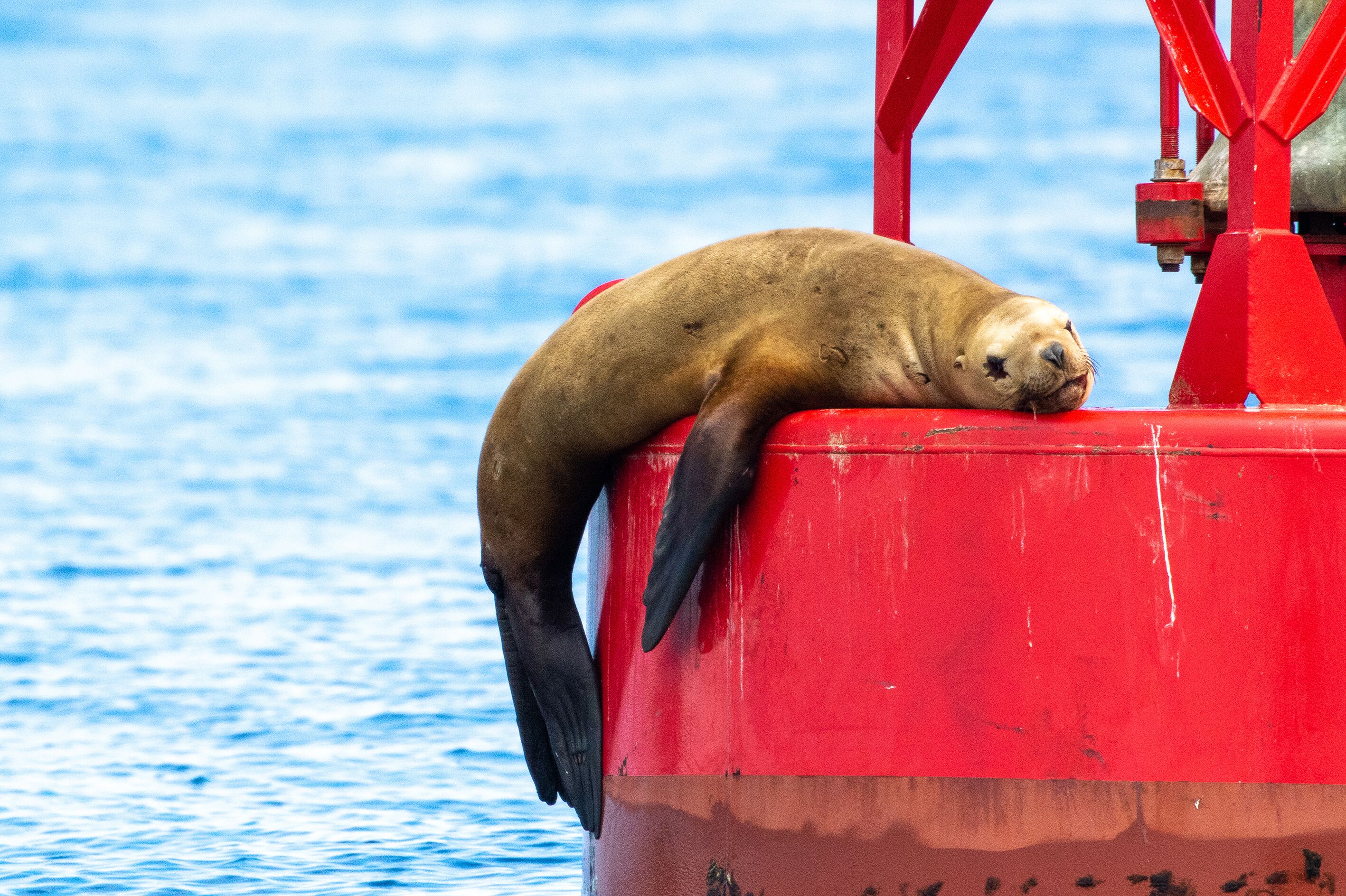 Ein Seelöwe auf einer Boje in der Nähe von Anacortes, Washington