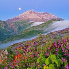 regionen/usa/nordwesten/washington/allgemein/mount-st-helens-blumen.cr1962x1961-505x12
