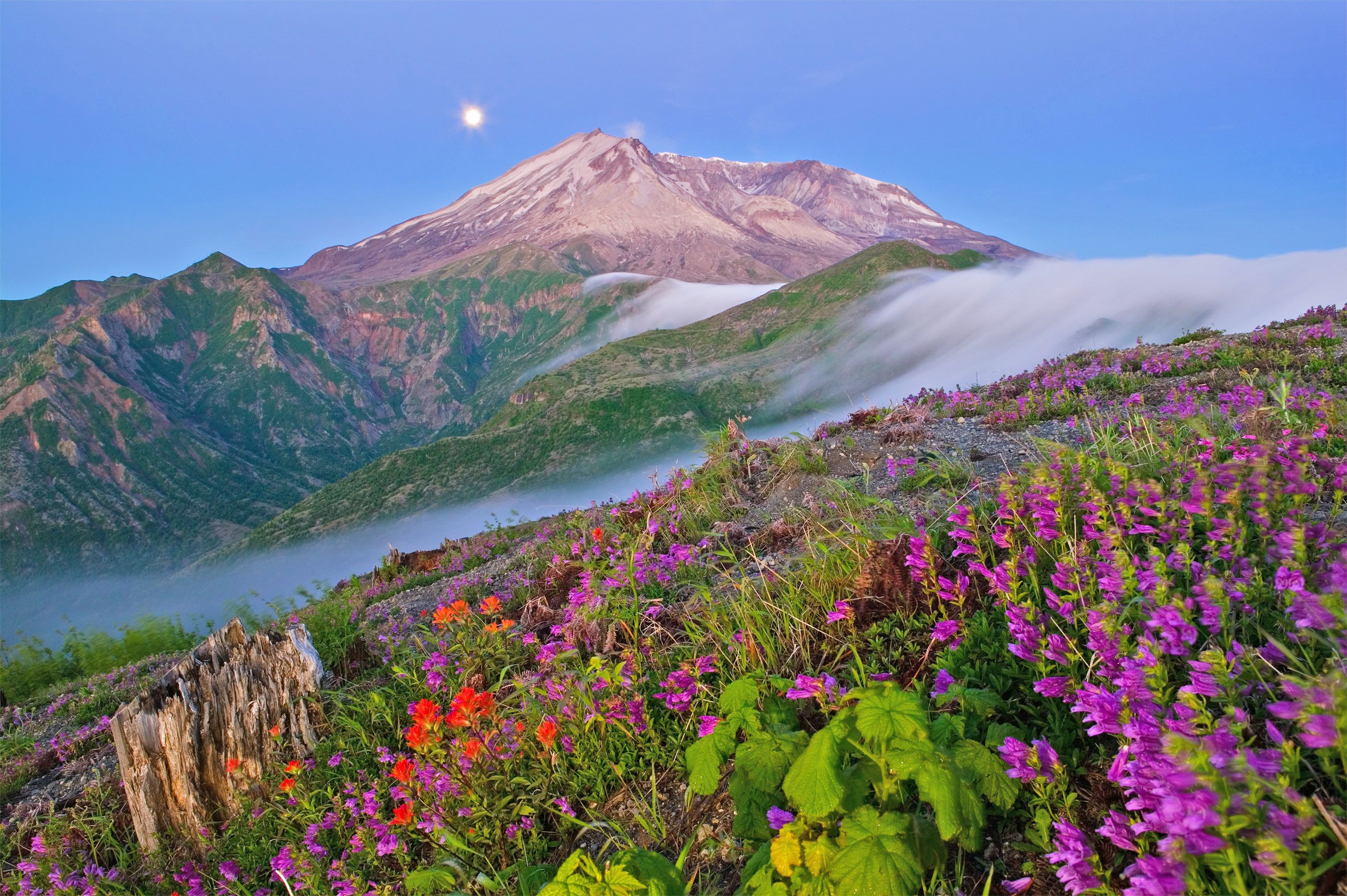 Wildblumen vor dem Mount St. Helens