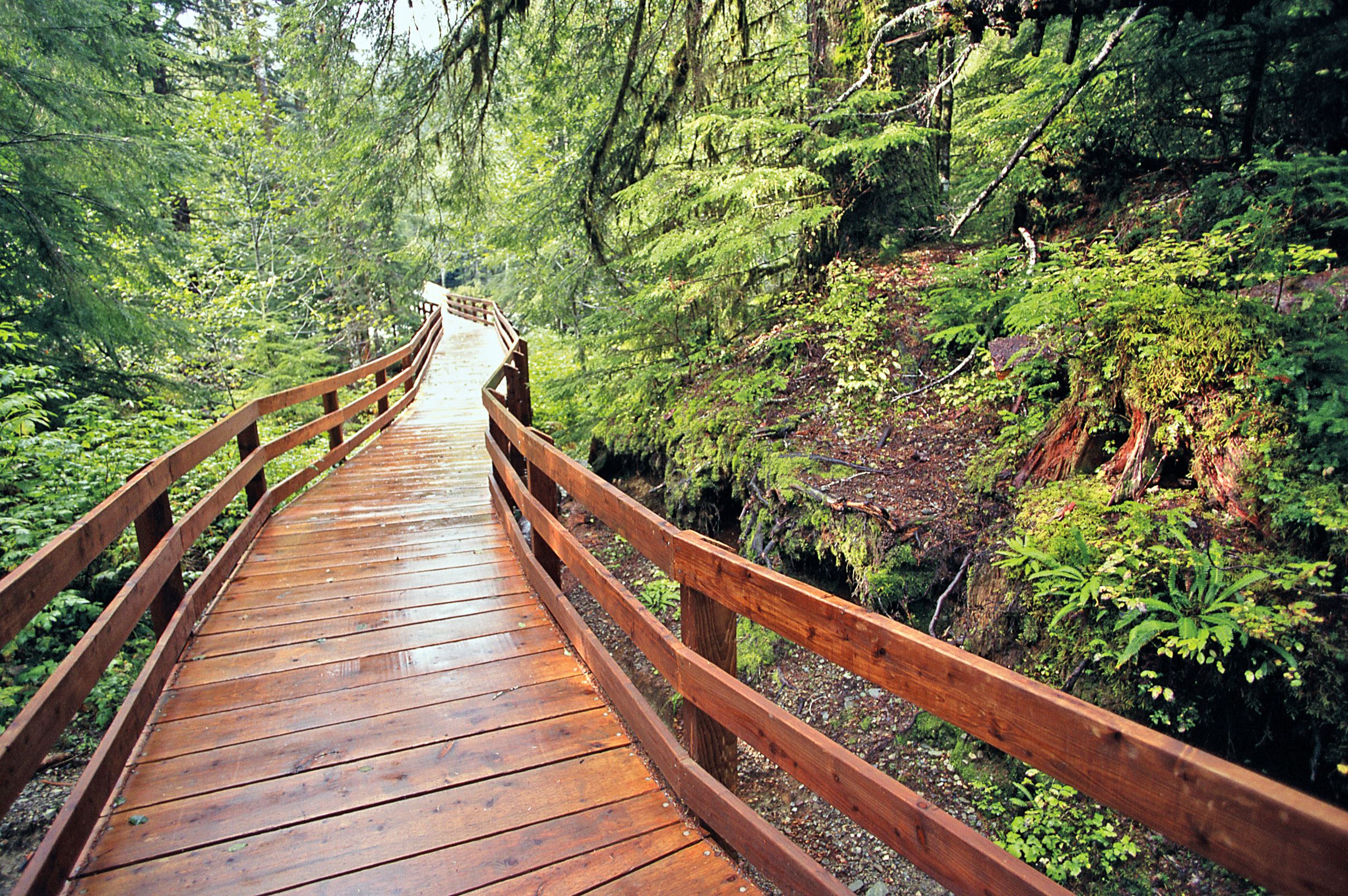 Boardwalk durch den Regenwald