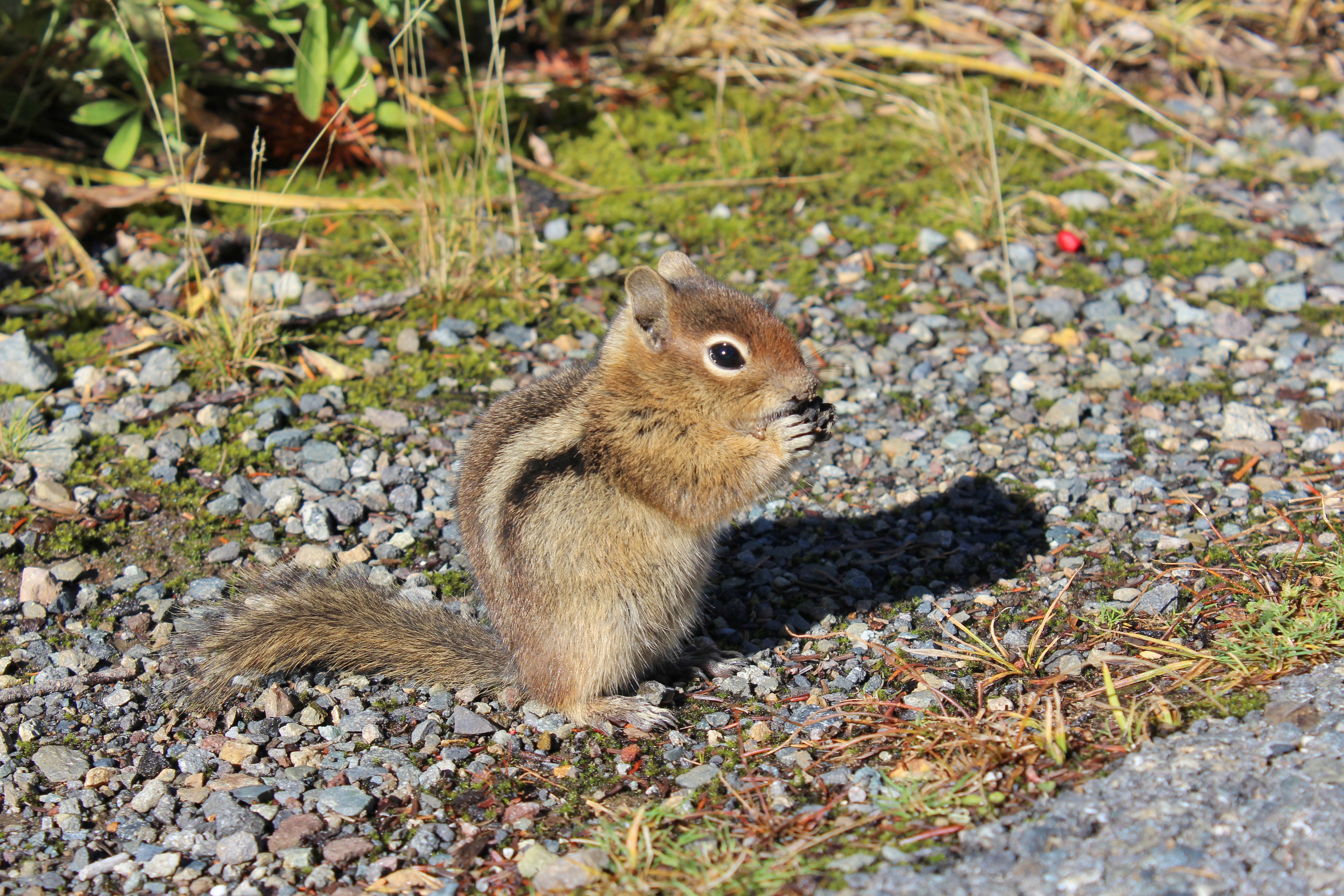 Ein Streifenhörnchen im Mount Rainer National Park