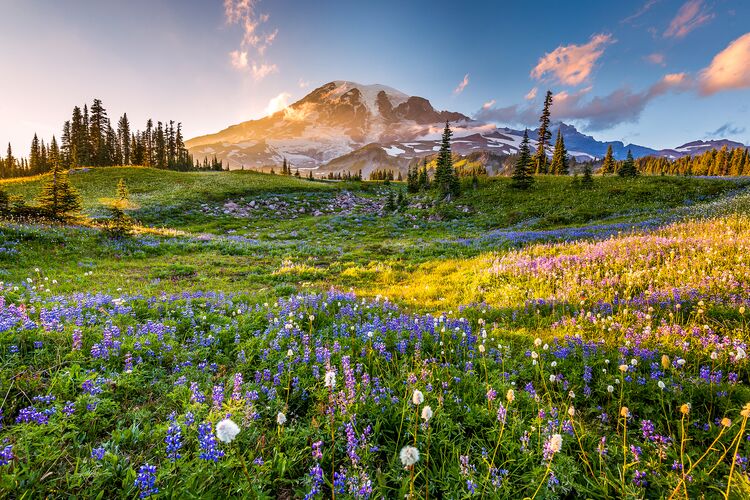 Traumhafter Mount Rainier National Park im Sonnenlicht