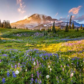 Traumhafter Mount Rainier National Park im Sonnenlicht