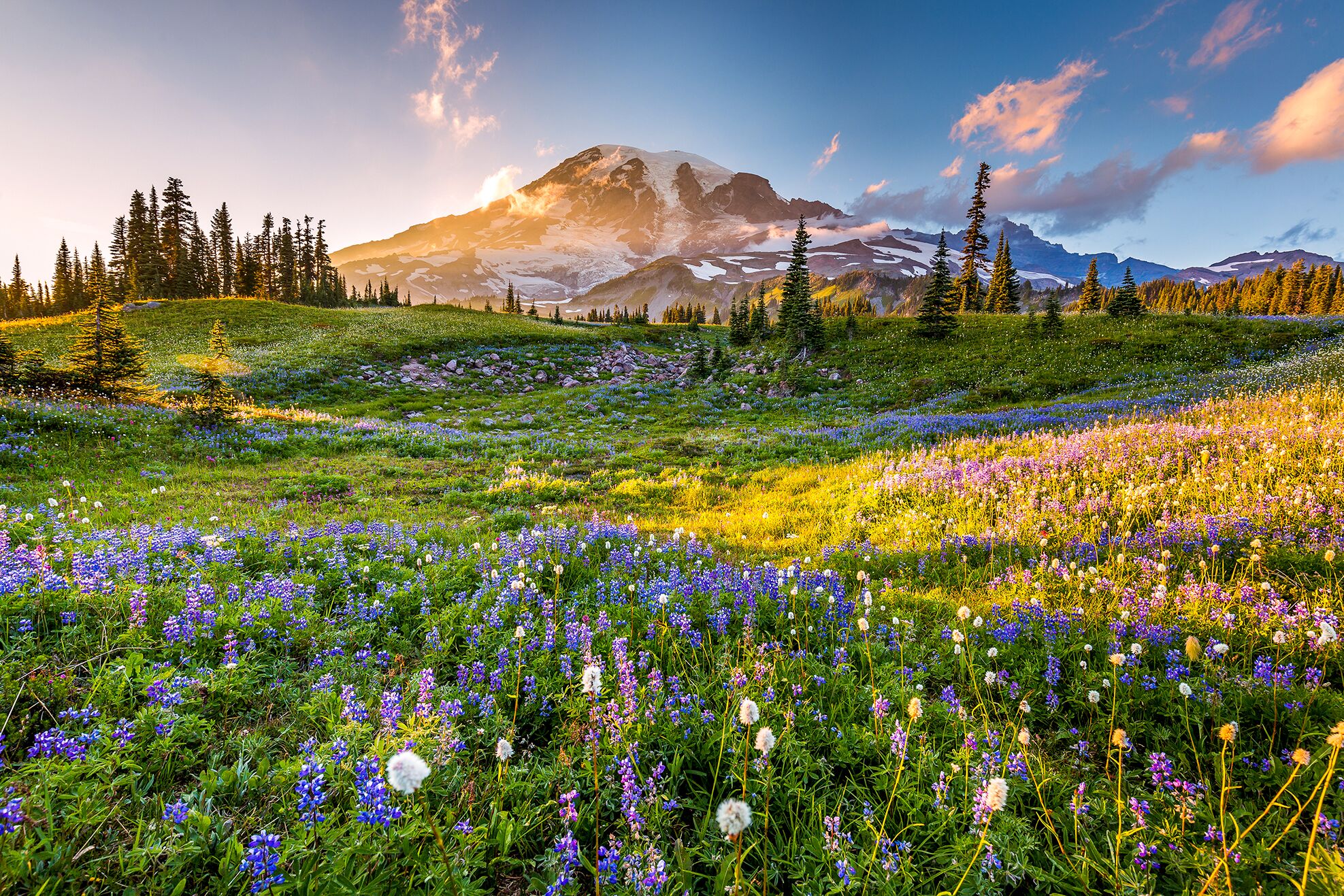Eine Blumenwiese mit Blick auf den Mount Rainier Nationalpark