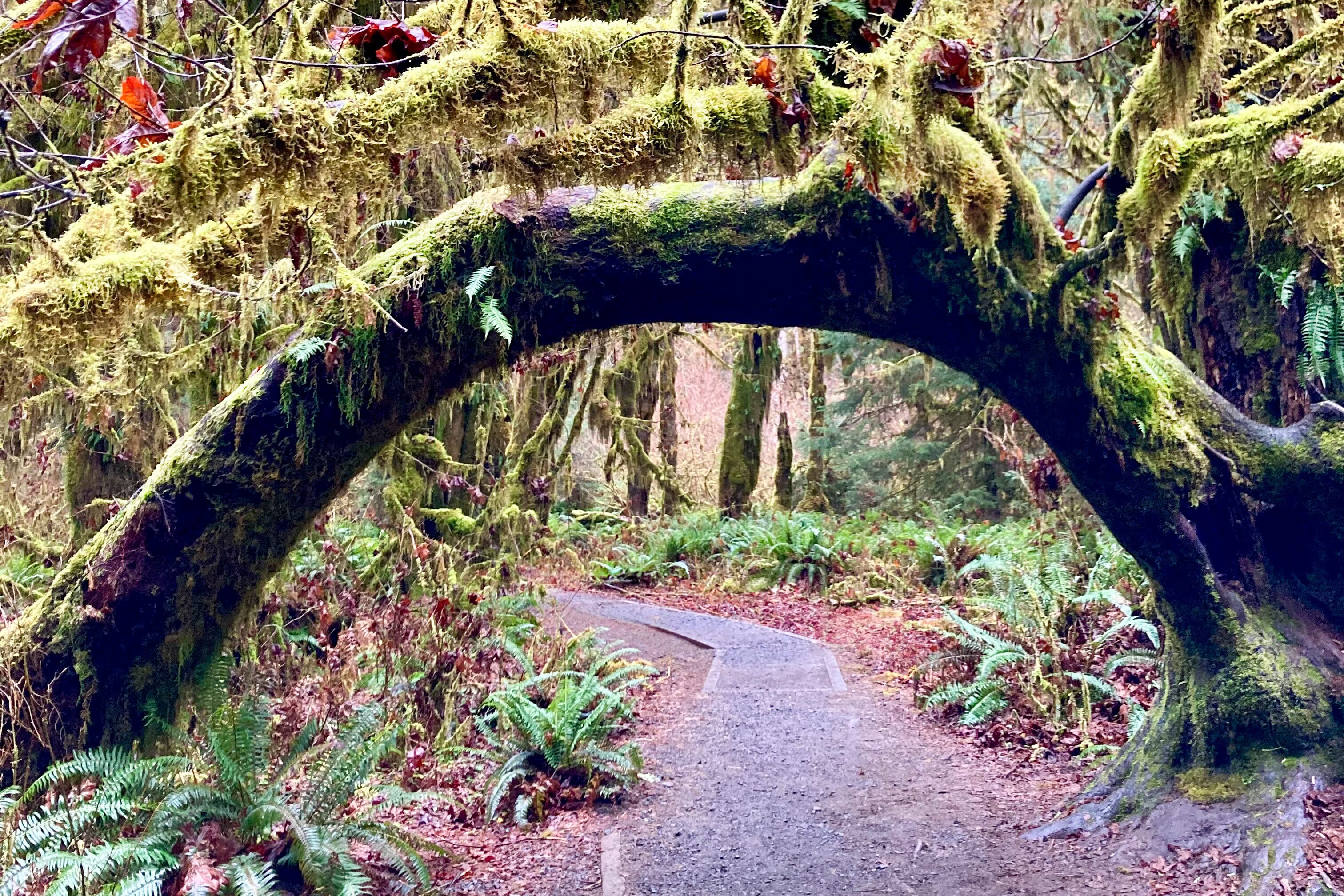 Holzbogen im Hoh Rain Forest