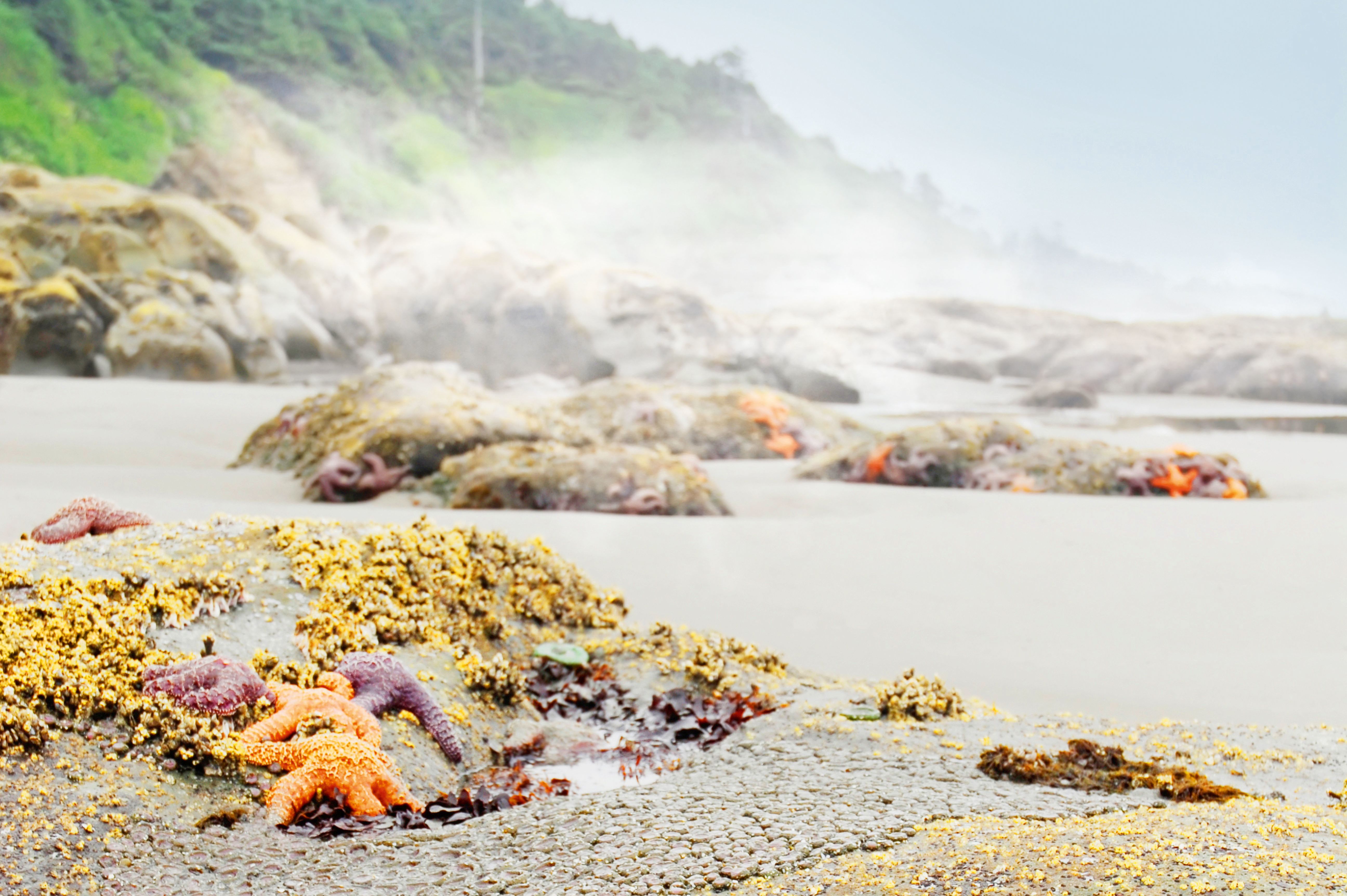 Seesterne am Strand des Olympic Nationalpark