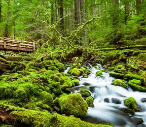 Cascade Wasserfall beim Sol Duc Falls Trail