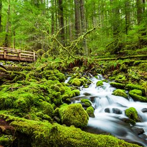 Cascade Wasserfall beim Sol Duc Falls Trail