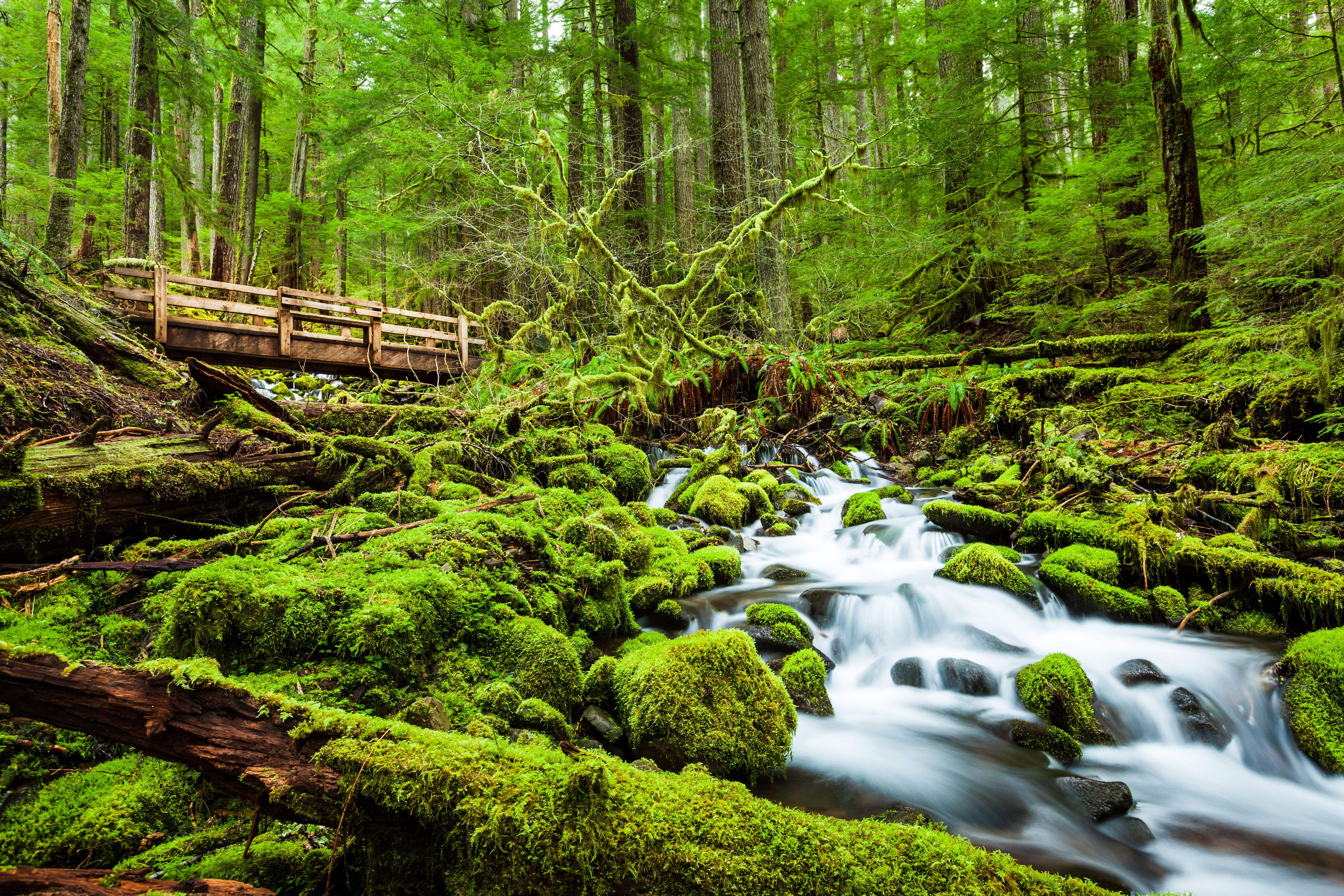 Cascade Wasserfall beim Sol Duc Falls Trail