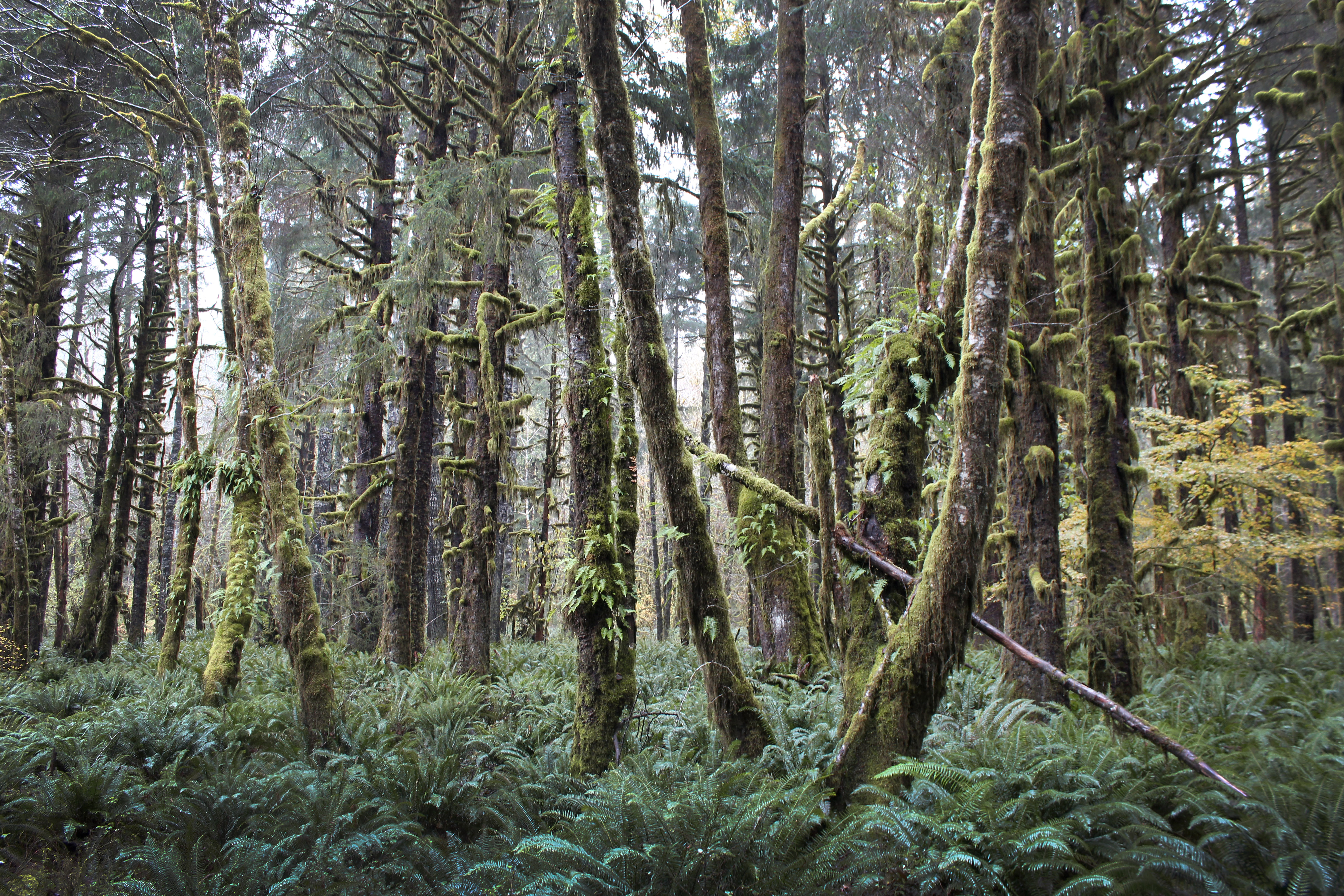 Ein verwunschener Wald im Olympic National Park