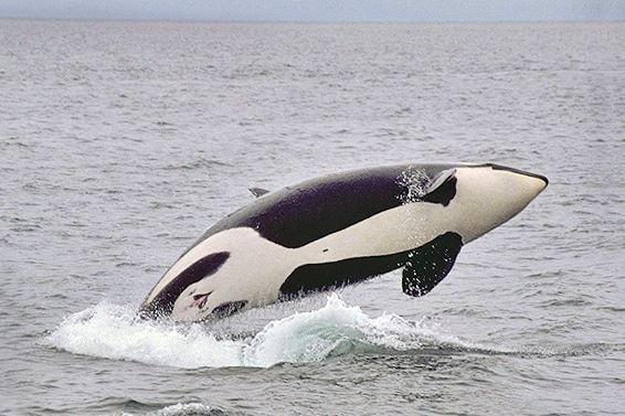 Orca vor den San Juan Islands