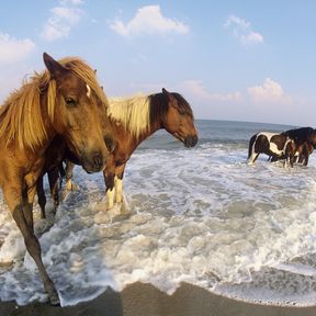 Wildpferde am Strand der unbewohnten Insel Assateague Island in US-Bundesstaat Maryland