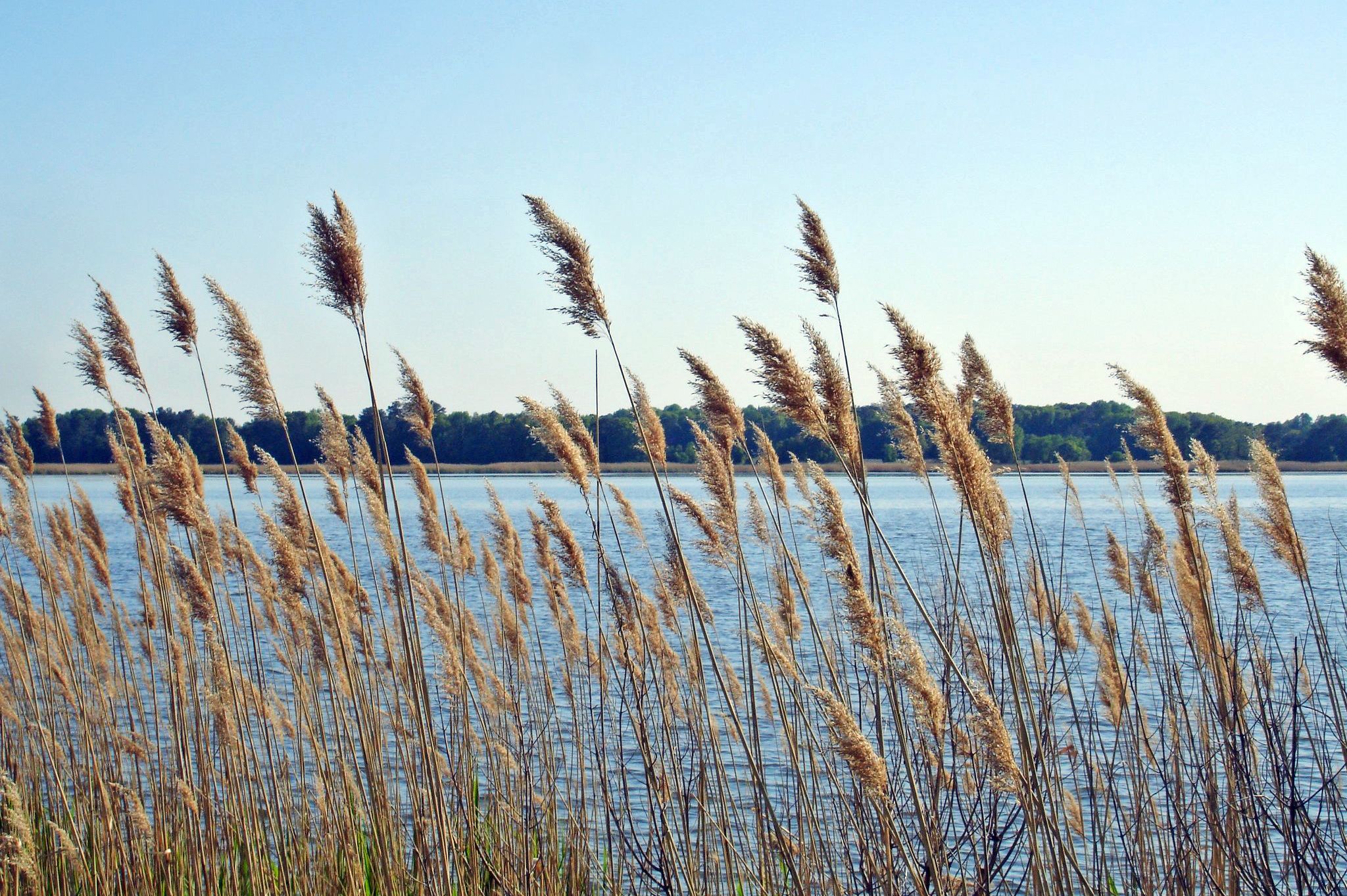 Am Ufer des Choptank River