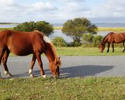 regionen/usa/ostkueste/capital-region/maryland/wildpferde-maryland-assateague-island-01.cr1600x1065-0x134 regionen/usa/ostkueste/capital-region/maryland/wildpferde-maryland-assateague-island-01.cr1600x1065-0x134