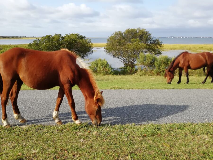 Wildpferde auf der unbewohnten Insel Assateague Island in Maryland