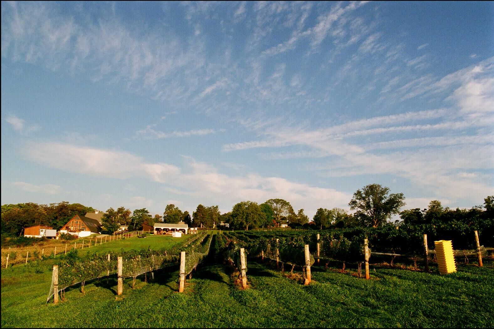 Blenheim vineyards