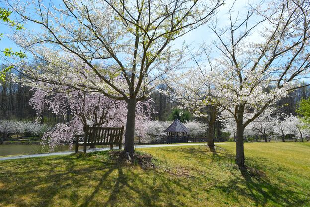 Blühende Kirschbäume in den Meadowlark Botanical Gardens Blühende Kirschbäume in den Meadowlark Botanical Gardens