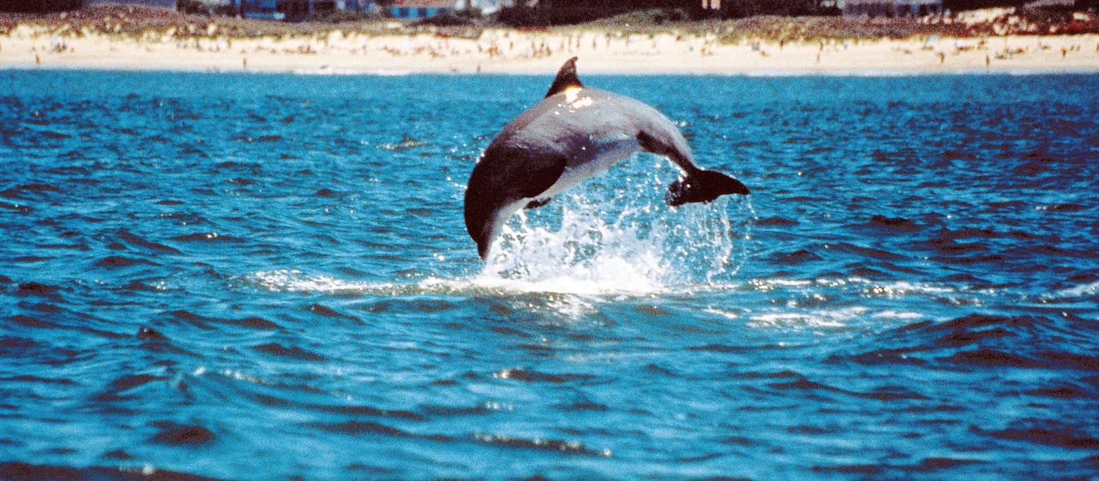 Delfin vor Virginia Beach