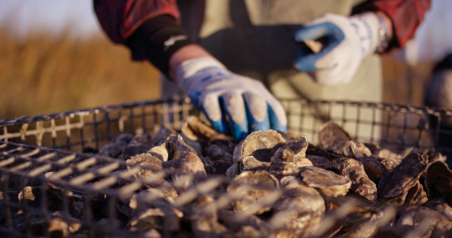 Muschelausbeute in Virginia Beach