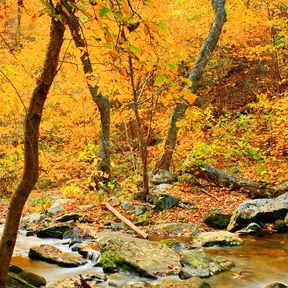 regionen/usa/ostkueste/capital-region/virginia/west-virginia/herbst-wald.cr1386x1387-247x0