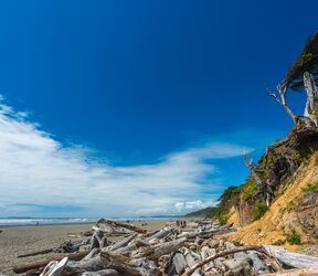 Blick auf den Kalaloch Beach im Olympic National Park in Washington
