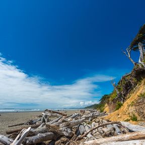 Blick auf den Kalaloch Beach im Olympic National Park in Washington