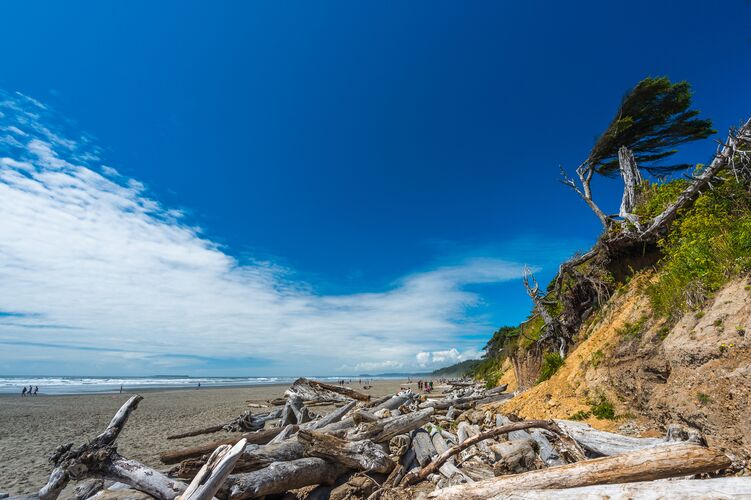 Blick auf den Kalaloch Beach im Olympic National Park in Washington