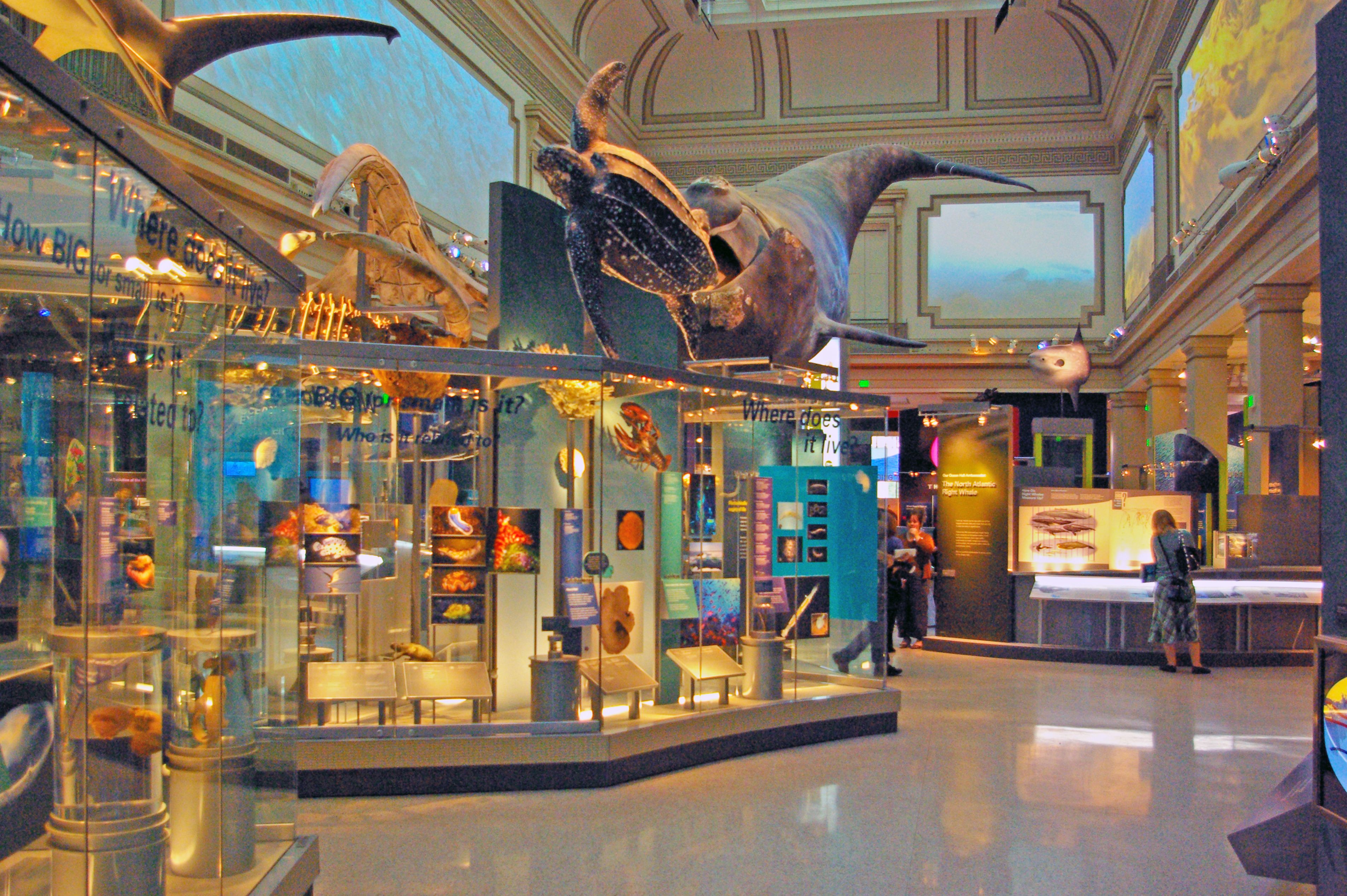 Sant Ocean Hall im Natural History Museum