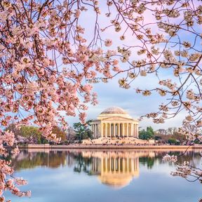 Kirschblüten blühen in Washington DC