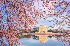 Kirschblüten blühen in Washington DC