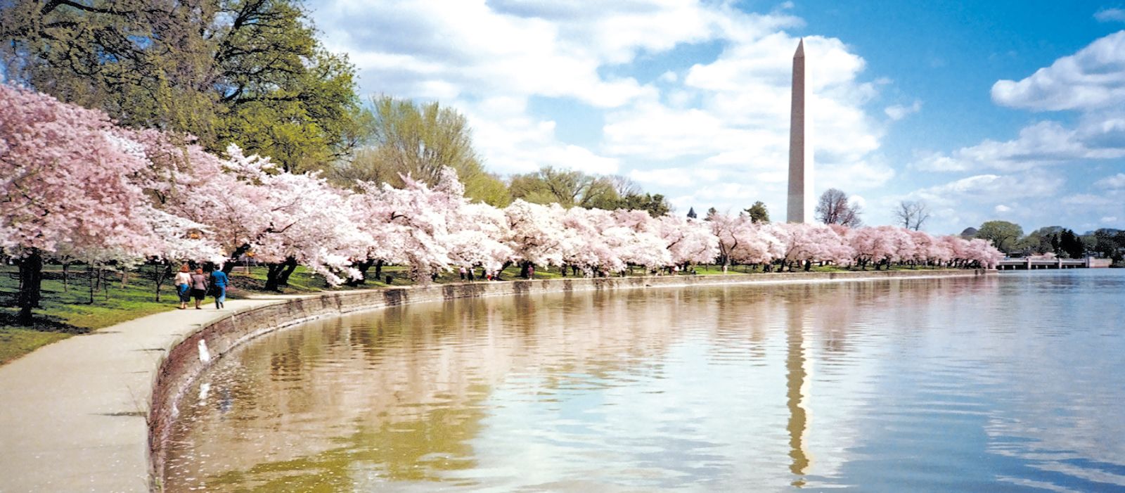 Kirschbluete am Washington Monument