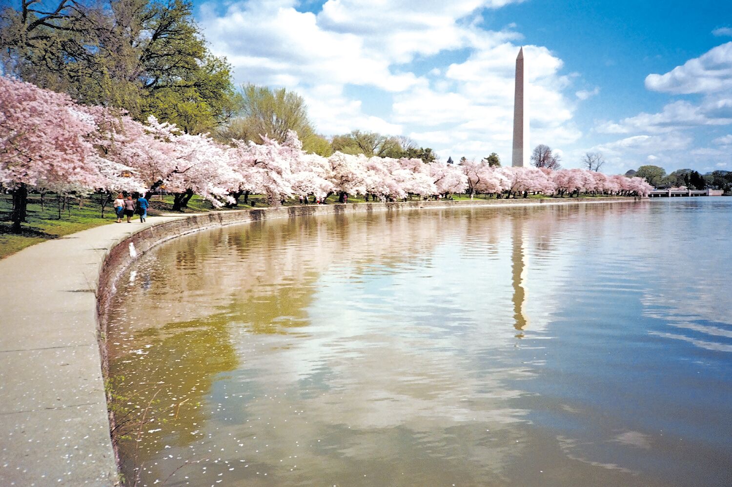 Kirschbluete am Washington Monument