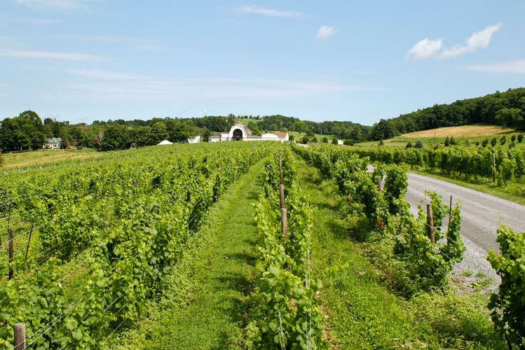 Weinreben des Millbrook Vineyards & Winery in Millibrook, New York State