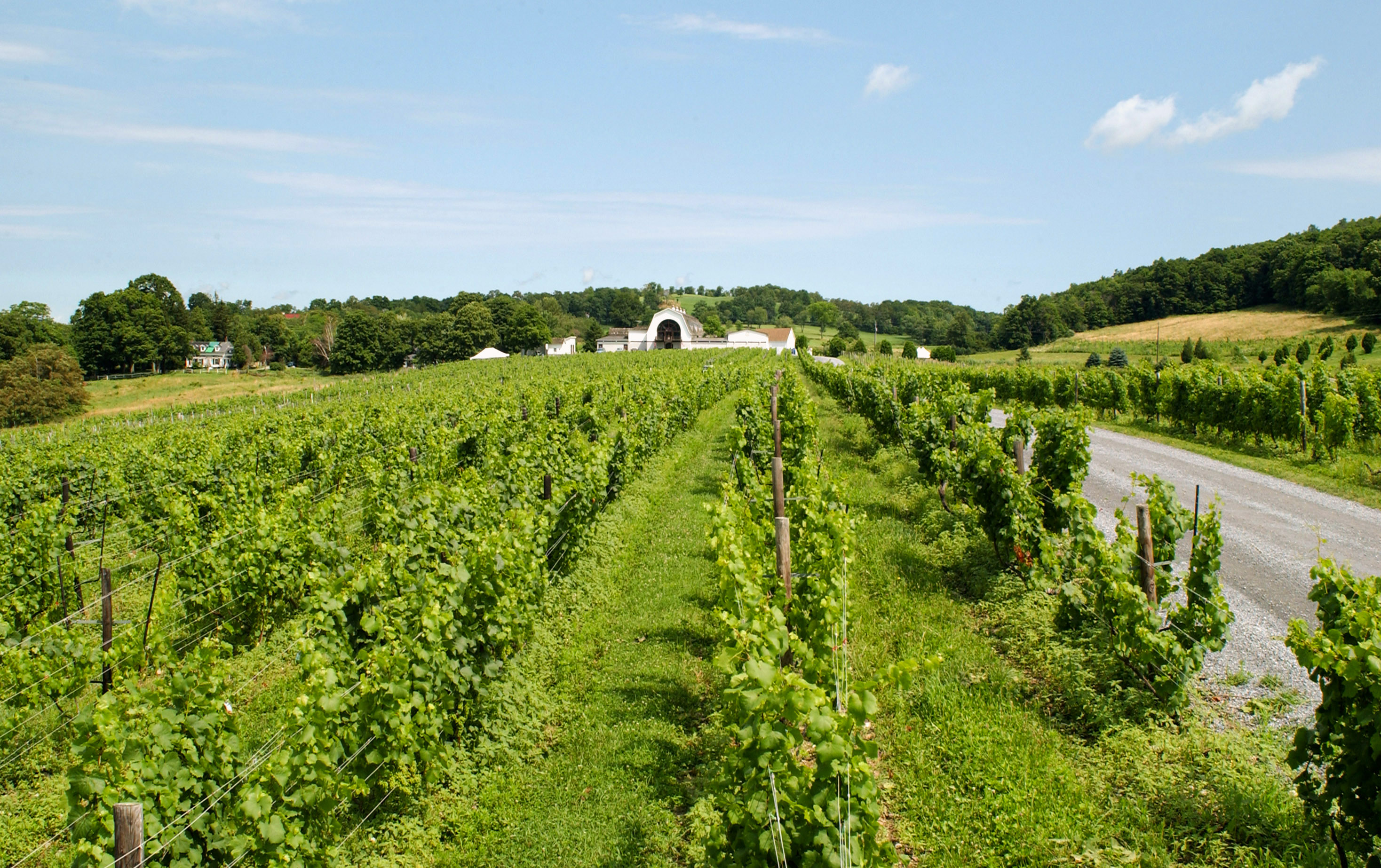 Weinreben des Millbrook Vineyards & Winery in Millibrook, New York State