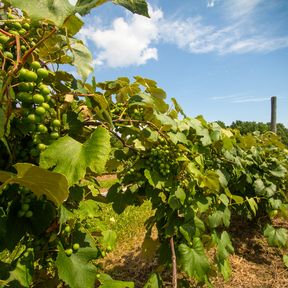 Weinreben im Finger Lakes Weinanbaugebiet im Bundesstaat New York