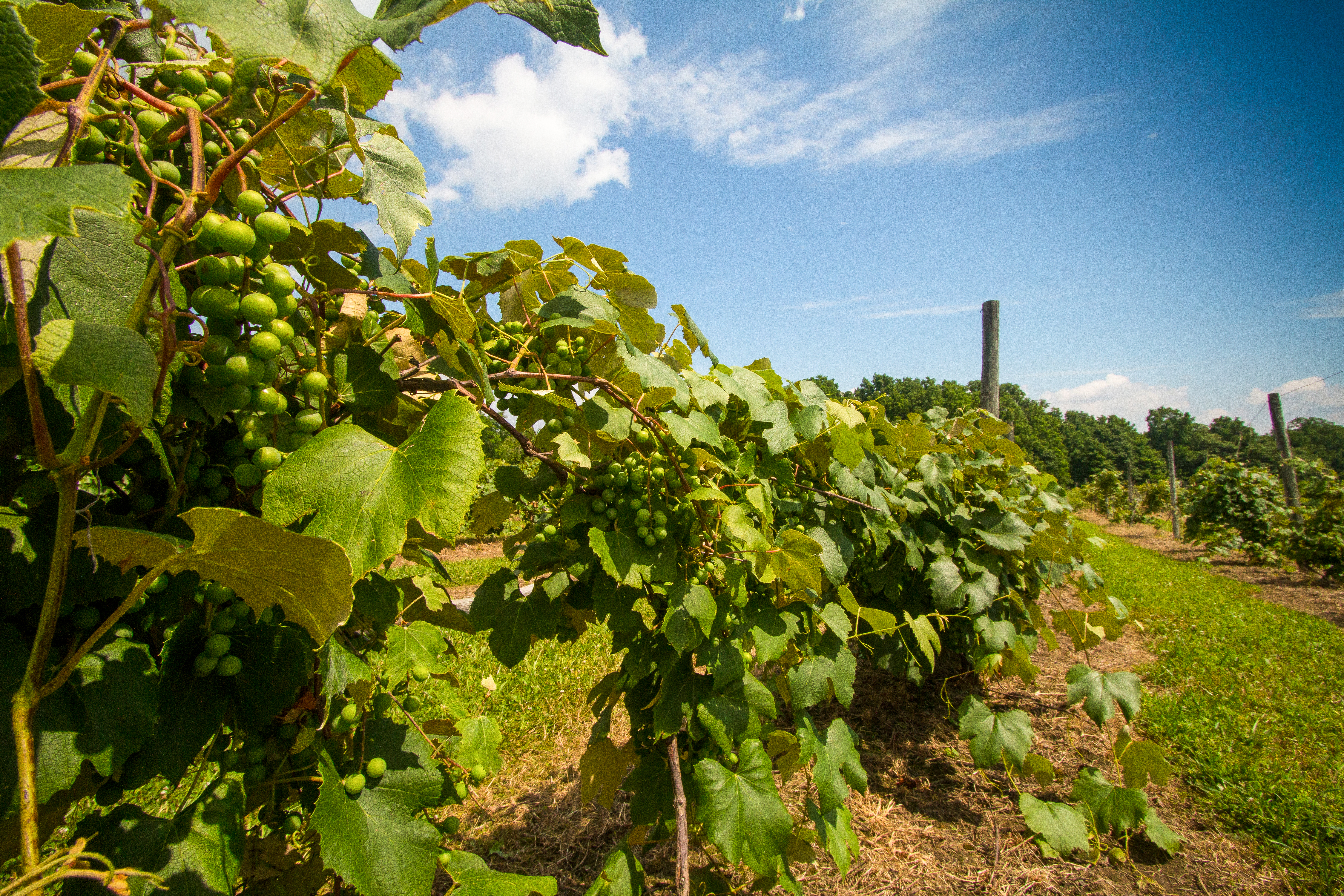 Weinreben im Finger Lakes Weinanbaugebiet im Bundesstaat New York