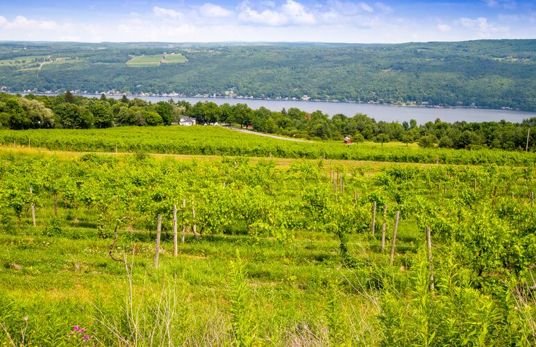 Weinreben im Finger Lakes Weinanbaugebiet im Bundesstaat New York