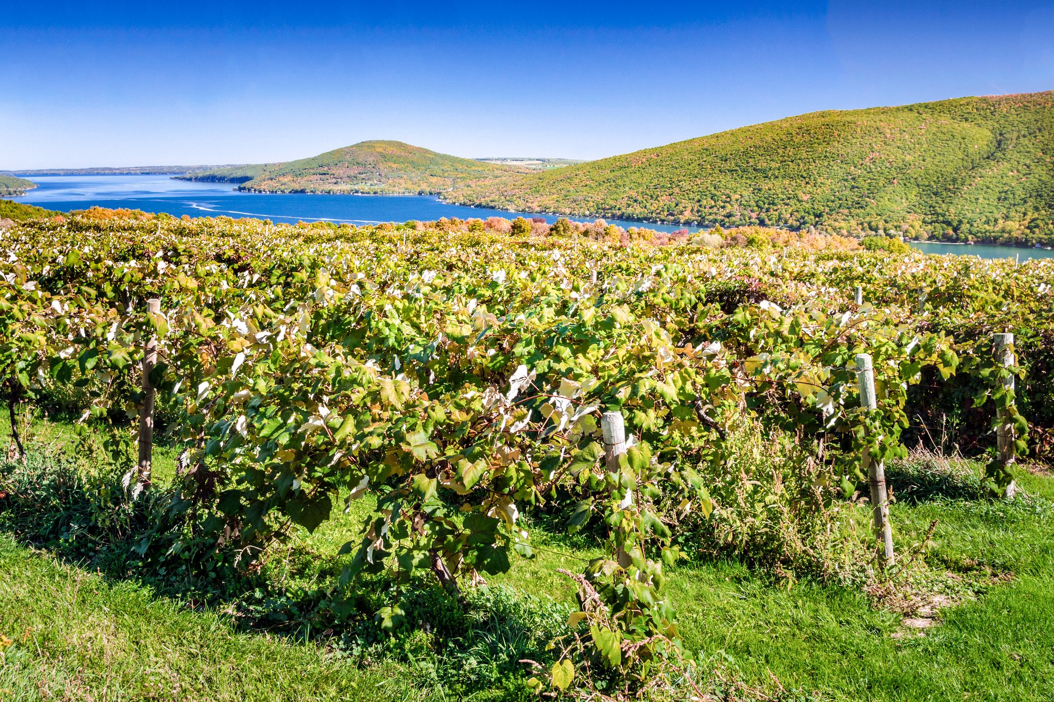 Vineyard with a Lake in Background on a Clear Early Autumn Day. Fingers Lakes, Upstate New York.