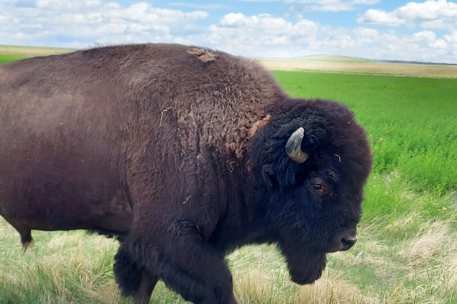 Bison im Rocky Mountain Arsenal National Wildlife Refuge