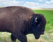 regionen/usa/rocky-mountain-staaten/colorado/denver/bison-rocky-mountain-arsenal-national-wildlife-refuge.cr3376x2250-0x0 regionen/usa/rocky-mountain-staaten/colorado/denver/bison-rocky-mountain-arsenal-national-wildlife-refuge.cr3376x2250-0x0