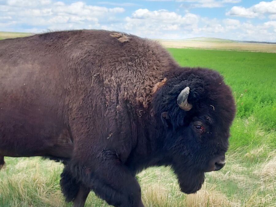 Bison im Rocky Mountain Arsenal National Wildlife Refuge