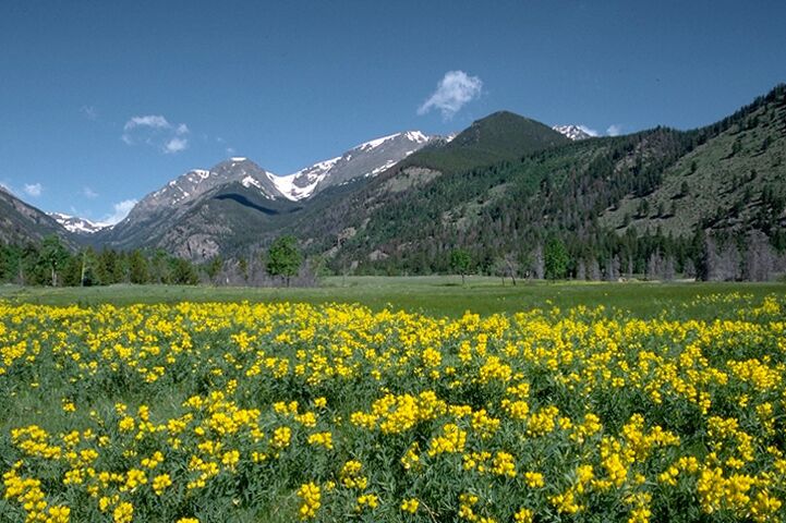 Blumen im Rocky Mountain National Park, Colorado