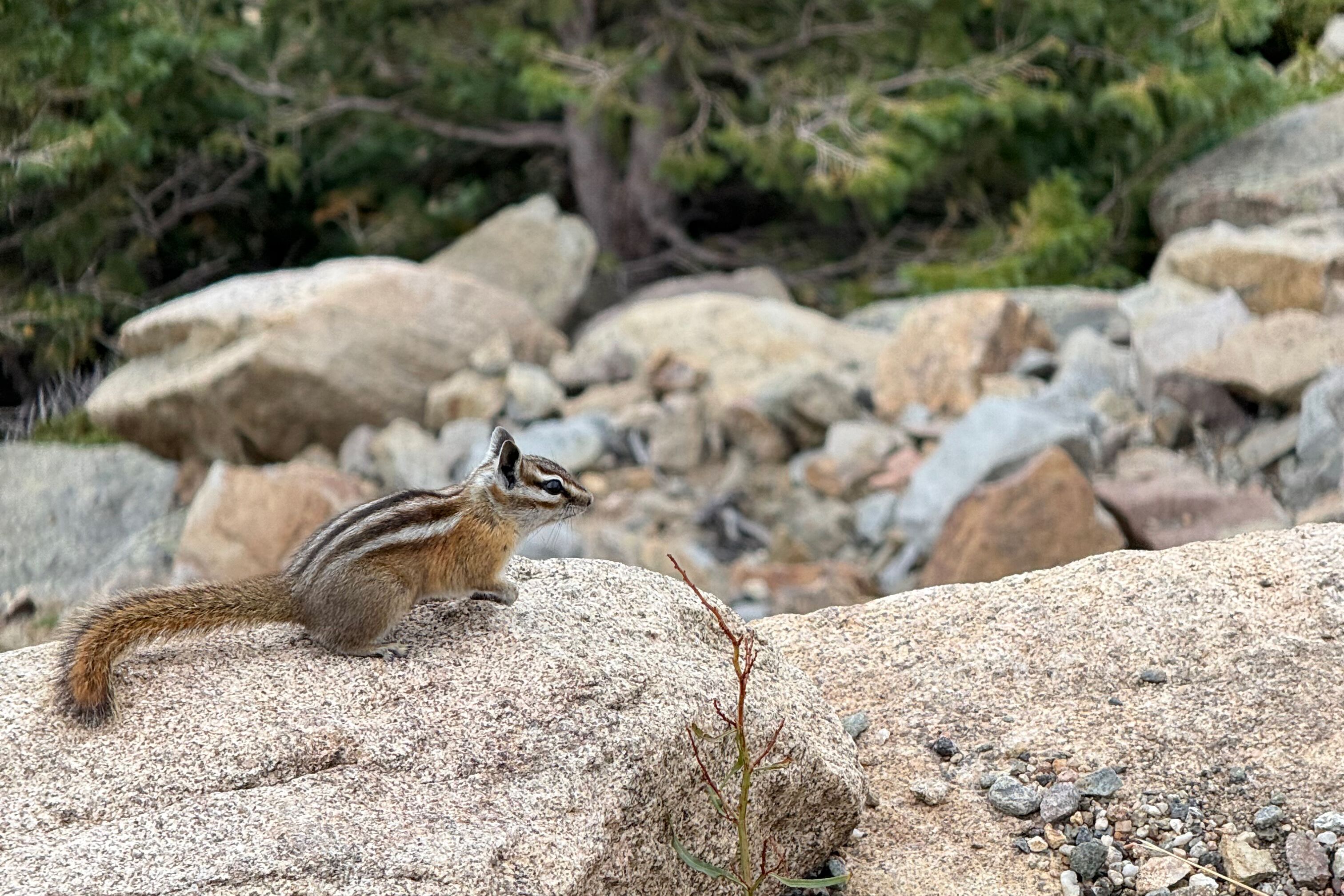 Streifenhörnchen im Rocky Mountain National Park