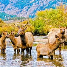 regionen/usa/rocky-mountain-staaten/colorado/rocky-mountain-national-park/wildlife-fluss.cr2331x2333-518x0 regionen/usa/rocky-mountain-staaten/colorado/rocky-mountain-national-park/wildlife-fluss.cr2331x2333-518x0