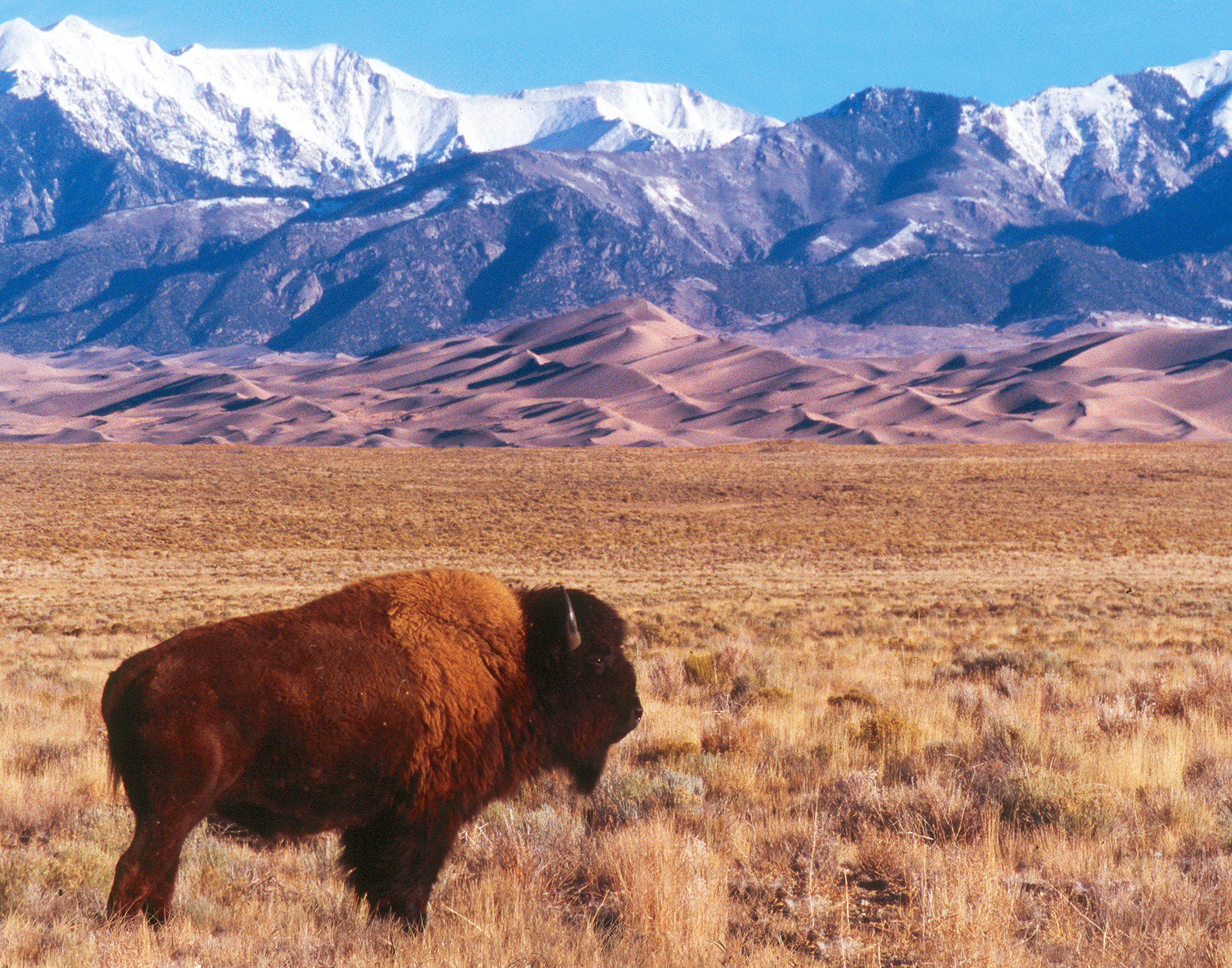 Bison im Great Sand Dunes National Park