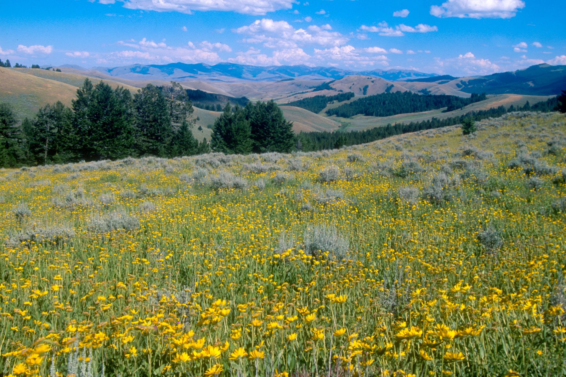 regionen/usa/rocky-mountain-staaten/montana/allgemein/lemhi-pass-wiese-berge.cr1798x1199-0x0